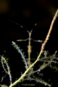 "Lets Pray" Skeleton Shrimp - actually quite a few have g... by Debi Henshaw 